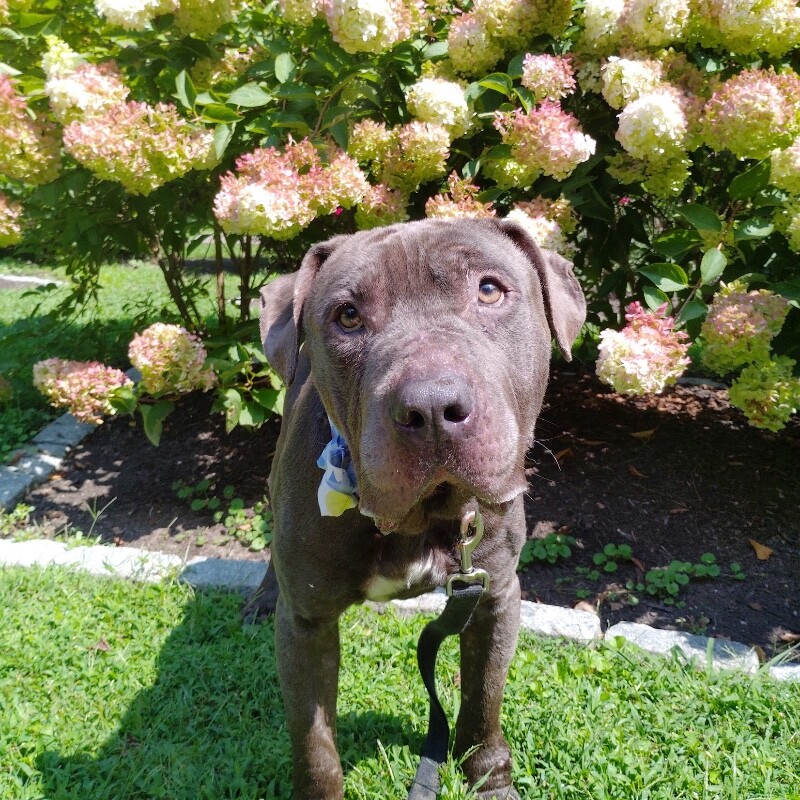 Elmer - Dog