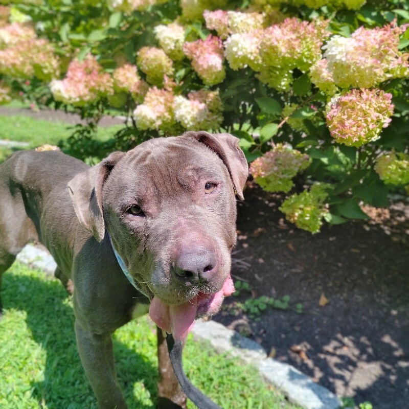 View Elmer the Dog Photo #2