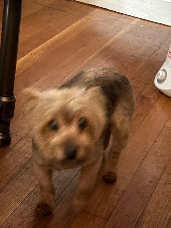 View Fergie the Dog Photo #2