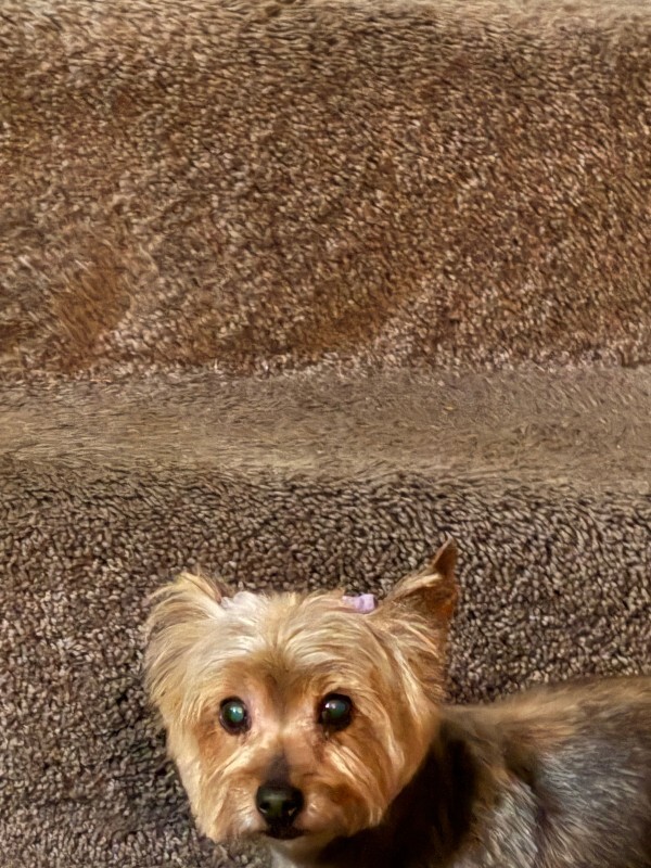 Have You Seen Fergie? Fergie - Dog