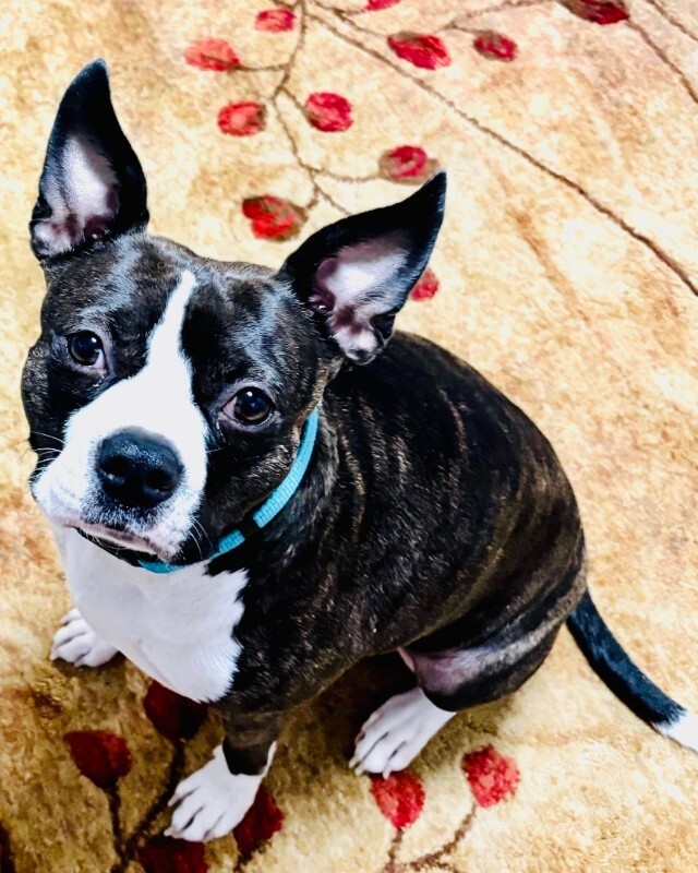 Have You Seen Brandi Behrmann? Brandi Behrmann - Dog