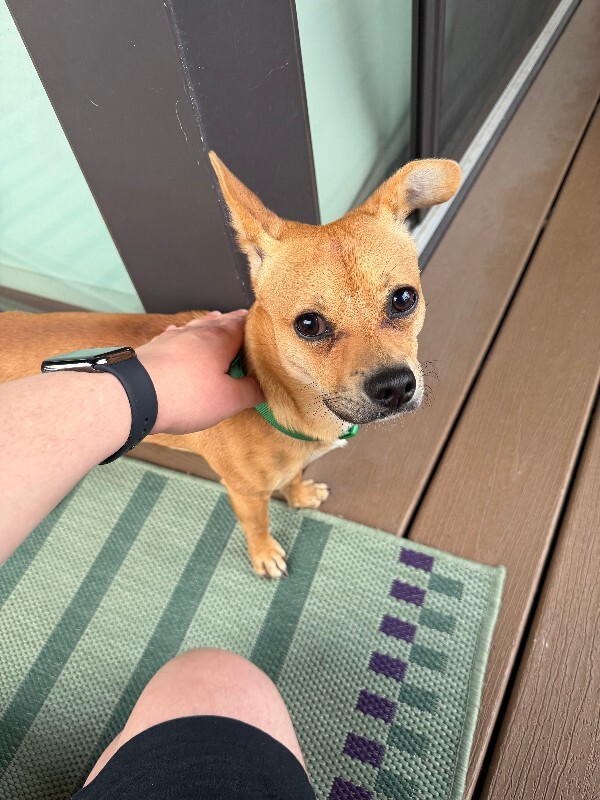 Unknown - Dog