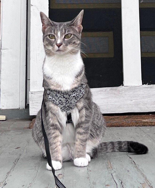 Eleanor - Cat
