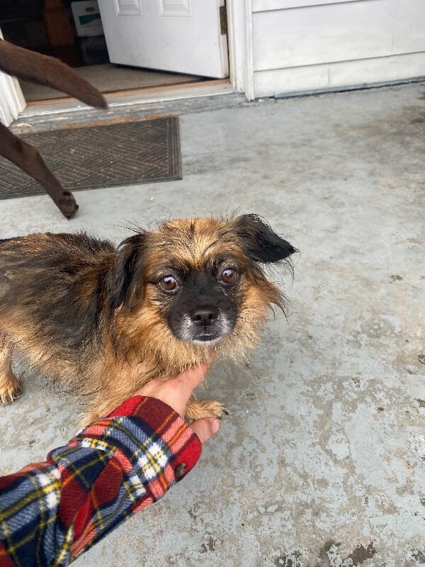 Unknown - Dog