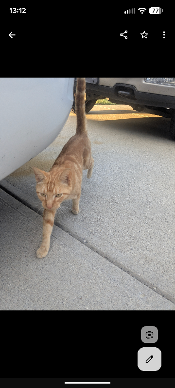 Unknown - Cat
