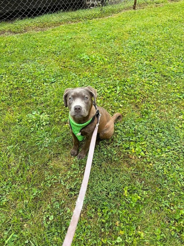 View Artemis the Dog Photo #2