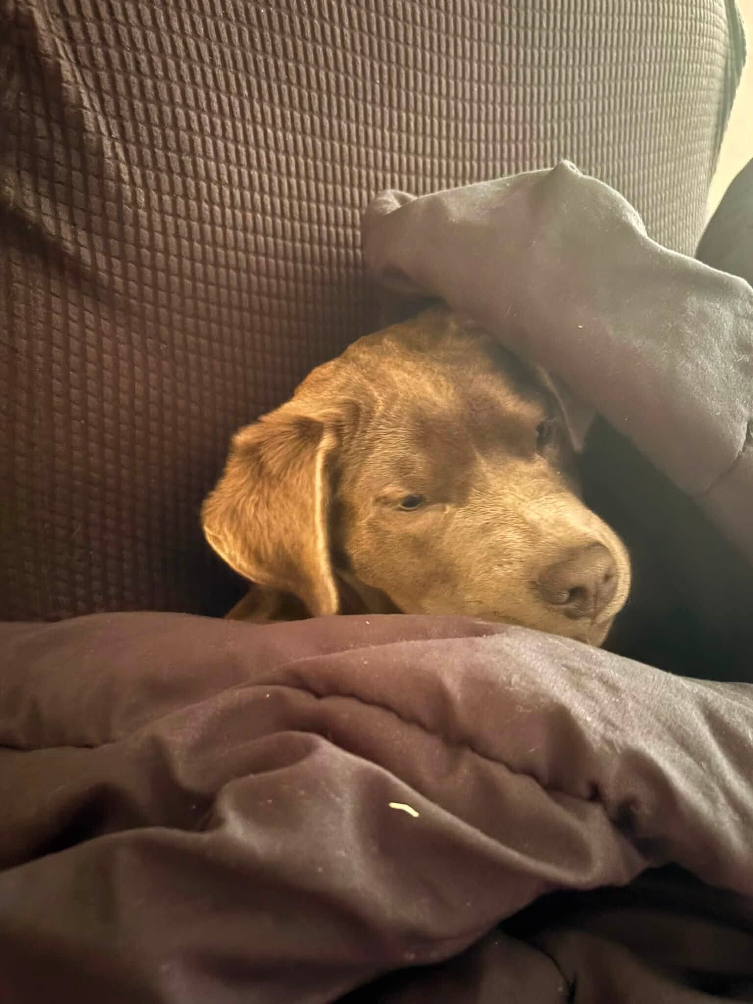 View Artemis the Dog Photo #4