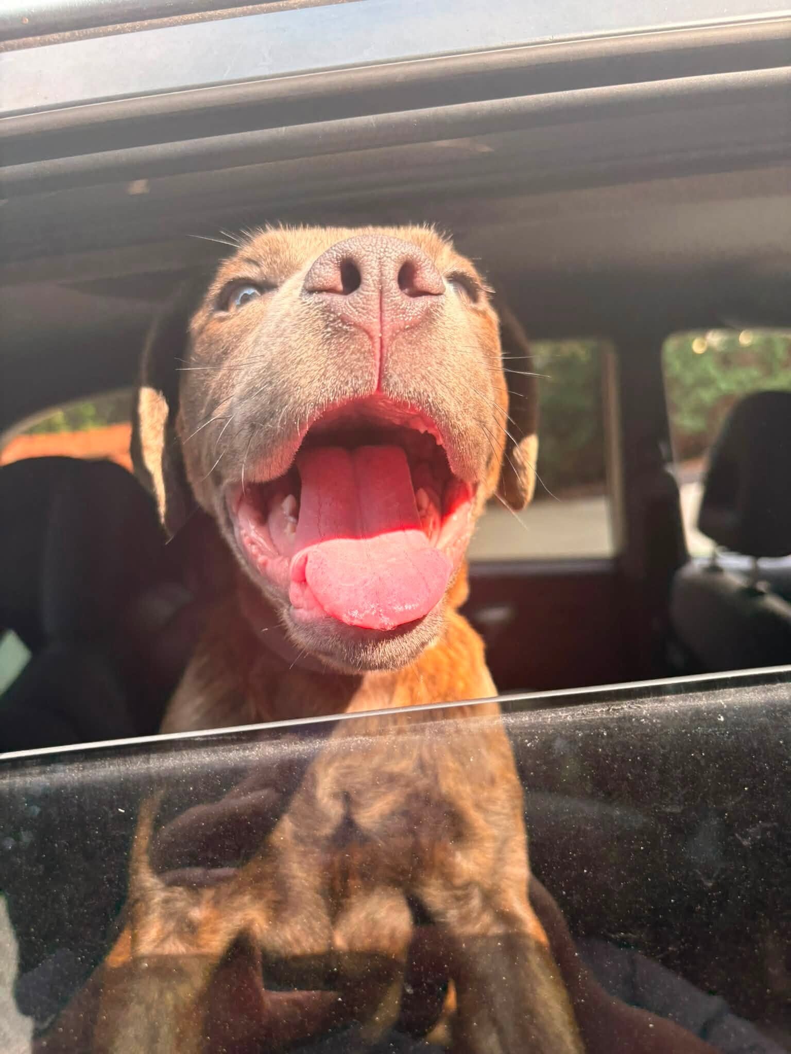 Artemis - Dog