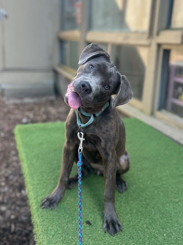 Artemis - Dog