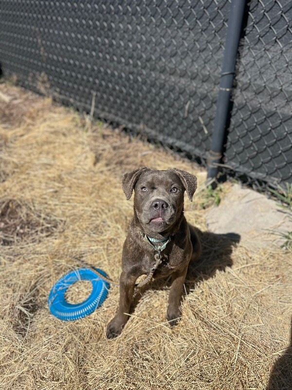 View Artemis the Dog Photo #7