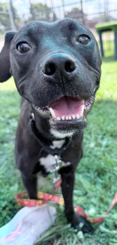 View Candy Land the Dog Photo #3