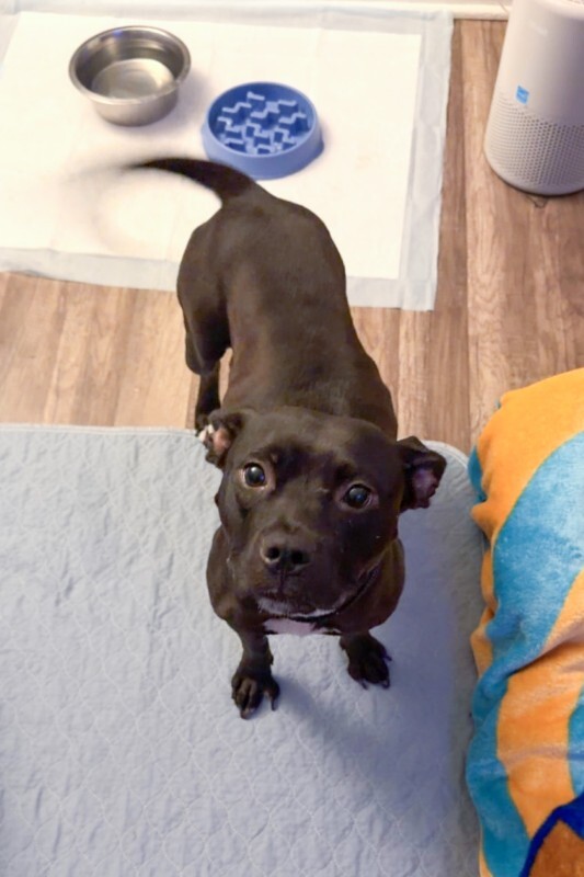 View Candy Land the Dog Photo #5