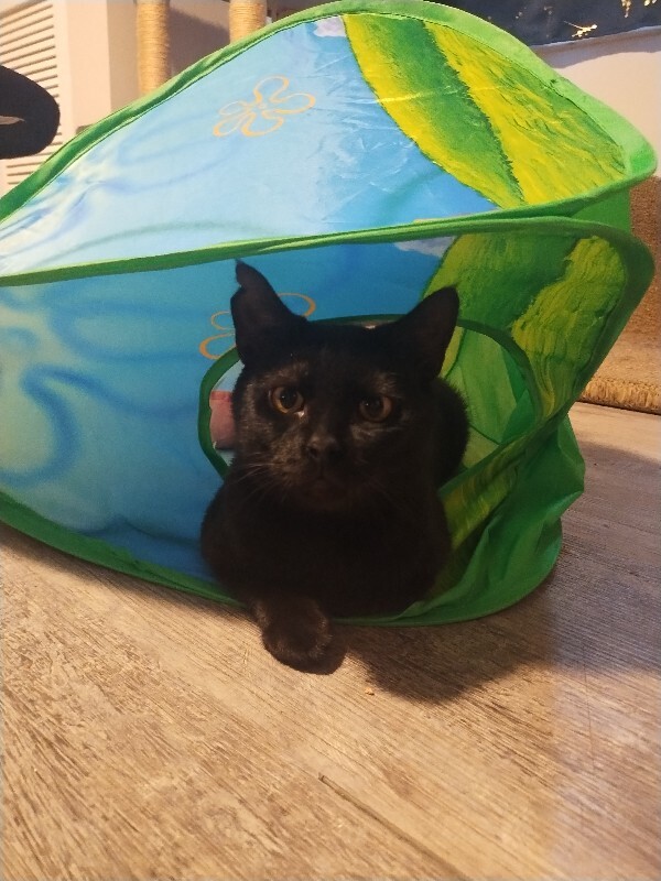 Have You Seen Onyx? Onyx - Cat