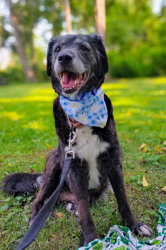 View Gemstone the Dog Photo #4