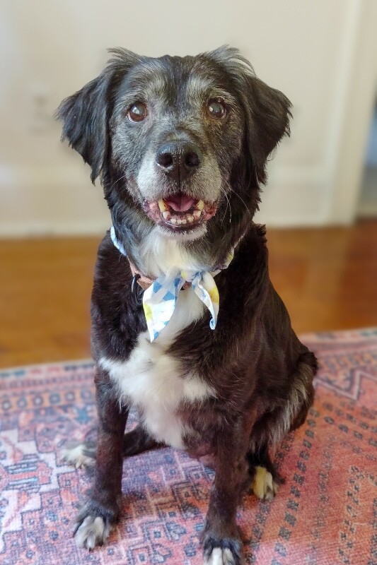 View Gemstone the Dog Photo #2