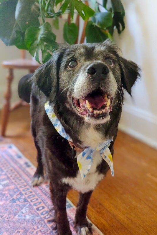 View Gemstone the Dog Photo #5
