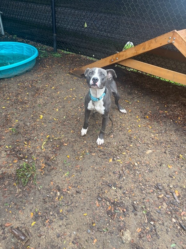 View Winnie the Dog Photo #9