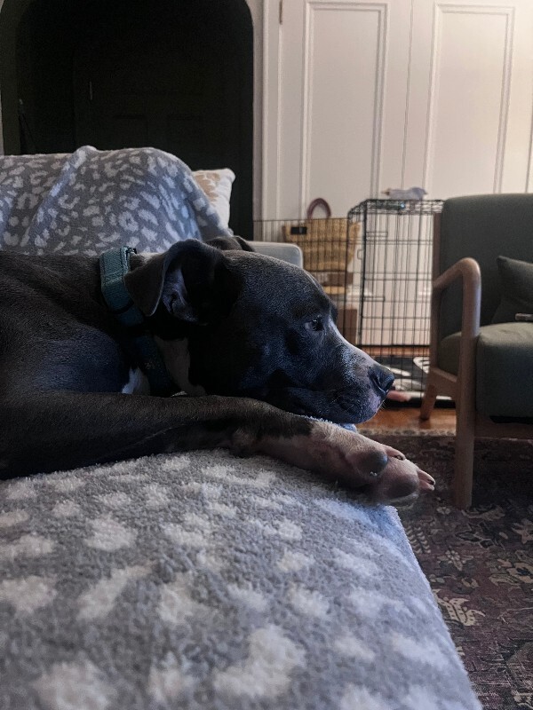 View Winnie the Dog Photo #5