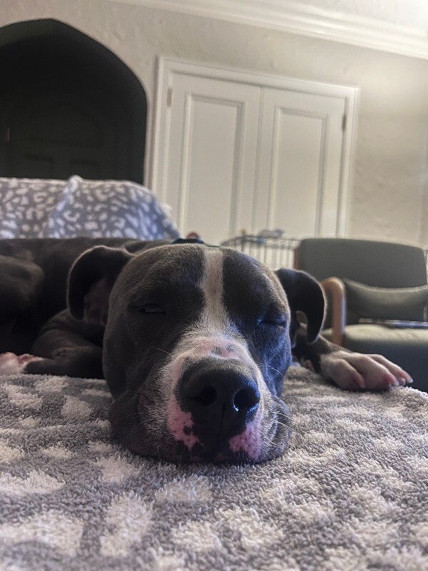 View Winnie the Dog Photo #4