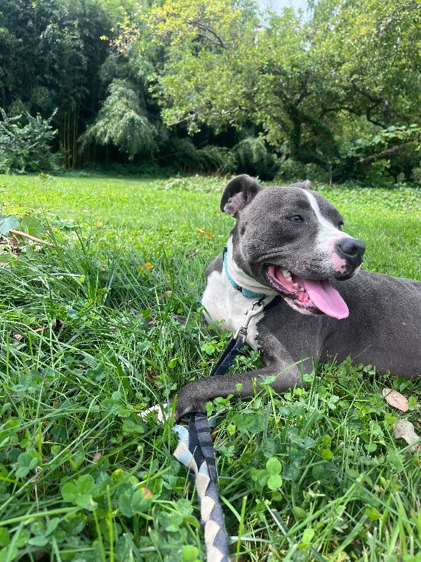 View Winnie the Dog Photo #2