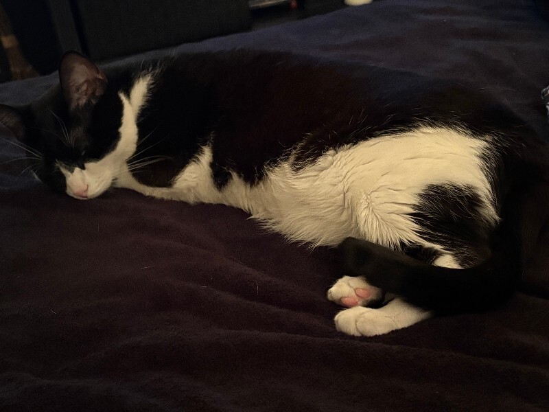 View Parker the Cat Photo #4