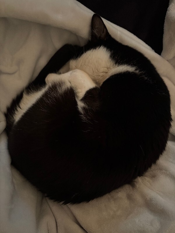 View Parker the Cat Photo #5