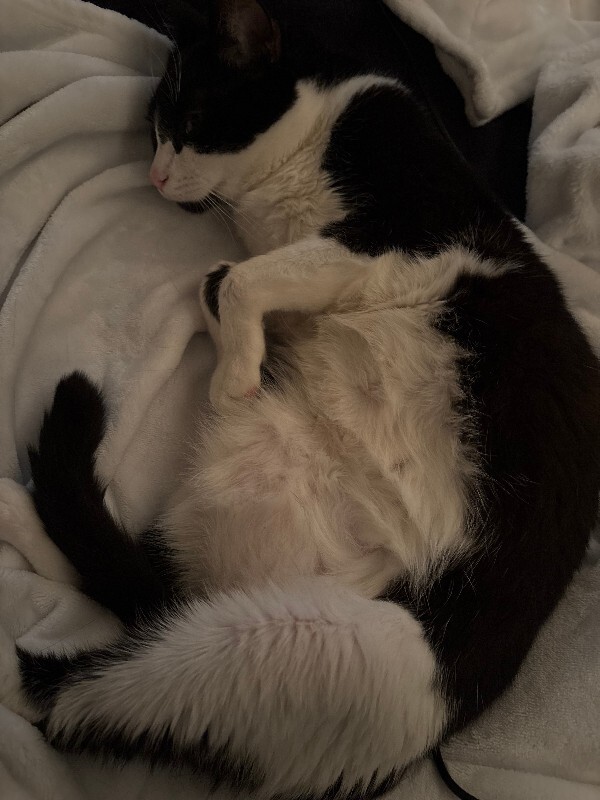 View Parker the Cat Photo #3