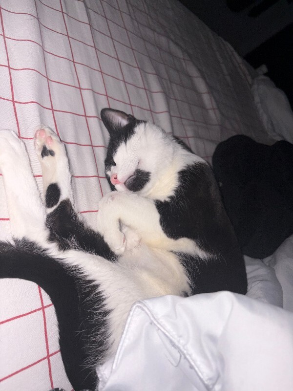 View Parker the Cat Photo #2