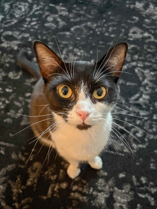 Learn More About Parker Parker - Cat