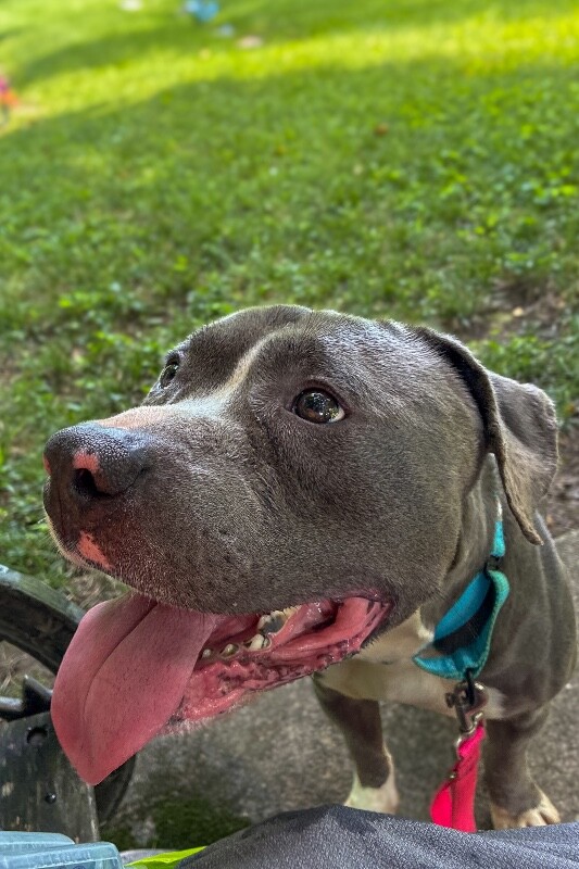 View Hal Jordan the Dog Photo #2