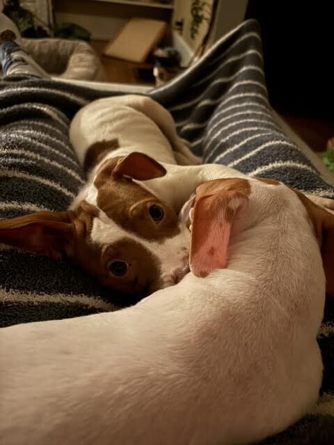 View Cookie the Dog Photo #4