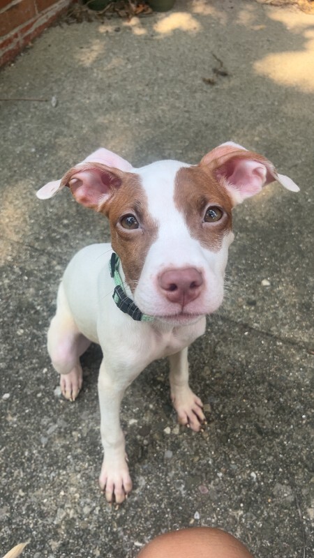 Brownie - Dog