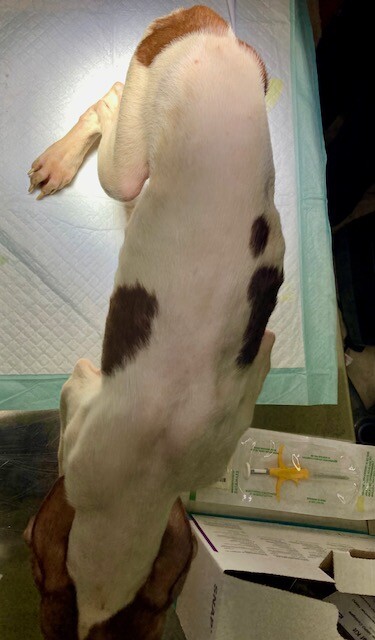View Moochi the Dog Photo #4