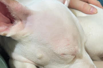View Waffles the Dog Photo #4