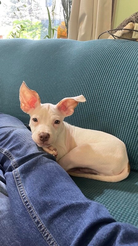 Waffles - Dog