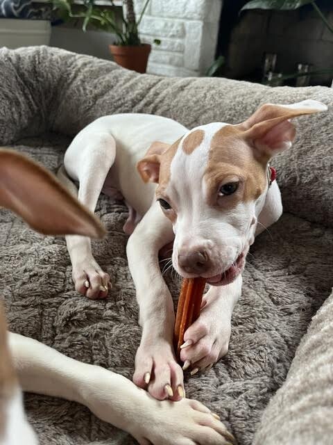 View Toffee the Dog Photo #9
