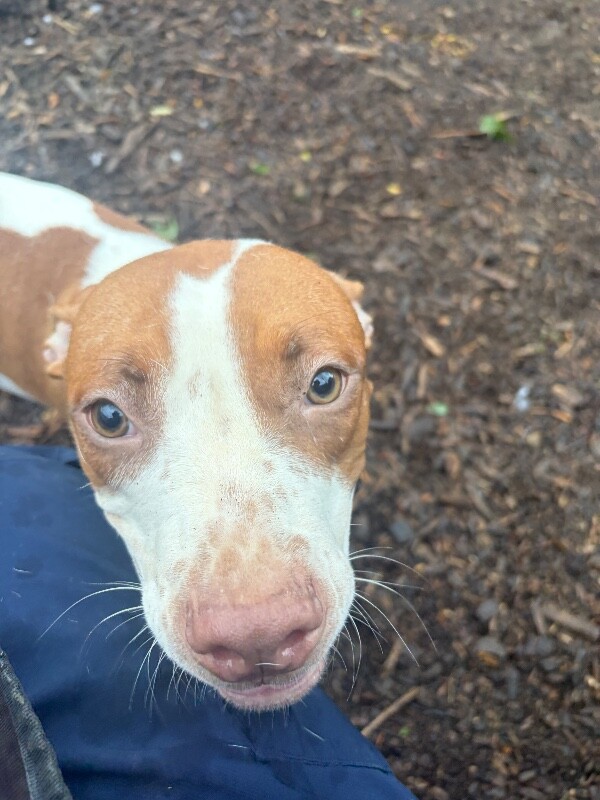 View Dawn the Dog Photo #6