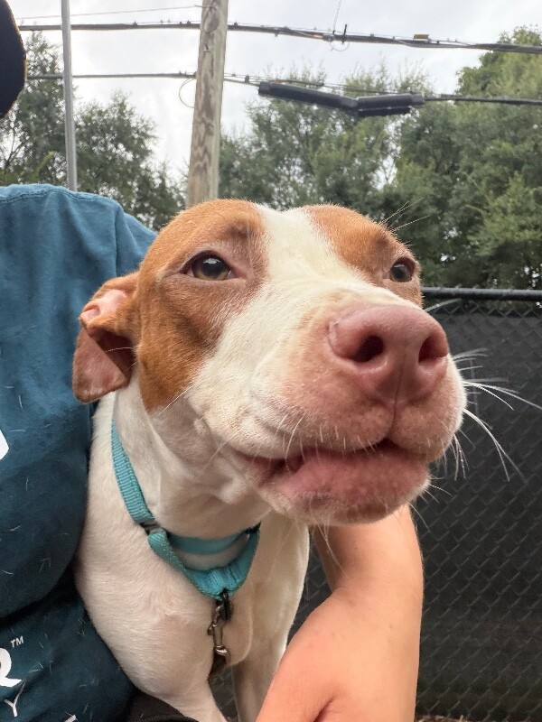 Learn More About Dawn Dawn - Dog
