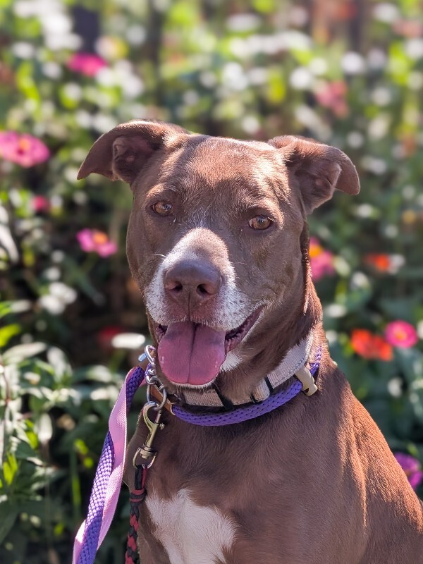 Learn More About Connor Connor - Dog