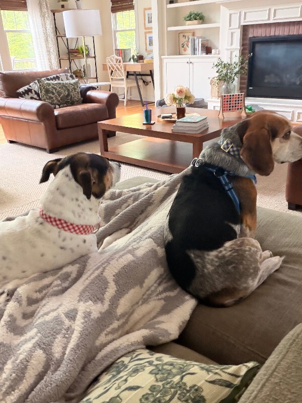 Have You Seen Gus? Gus - Dog