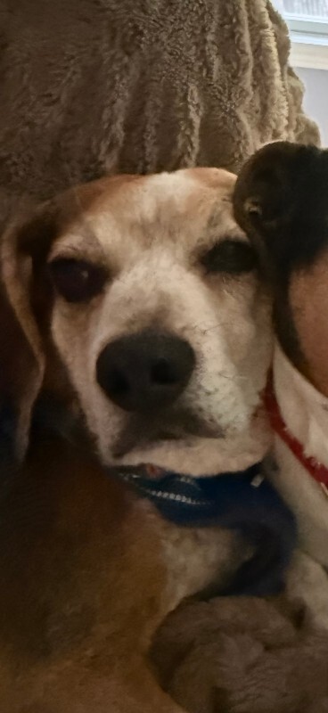 View Gus the Dog Photo #2