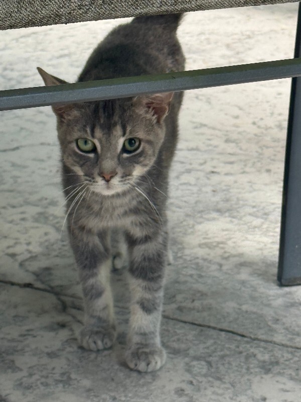 View Unknown the Cat Photo #2