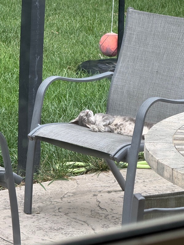 Unknown - Cat