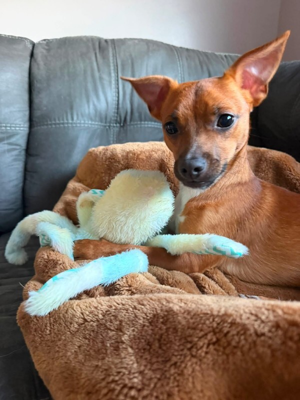 Have You Seen Pumba? Pumba - Dog