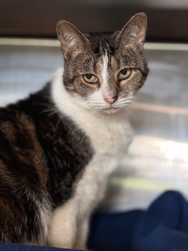 Learn More About Frittata Frittata - Cat