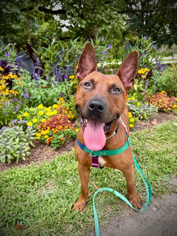 View Boss the Dog Photo #10
