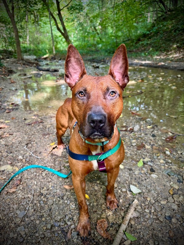 View Boss the Dog Photo #6