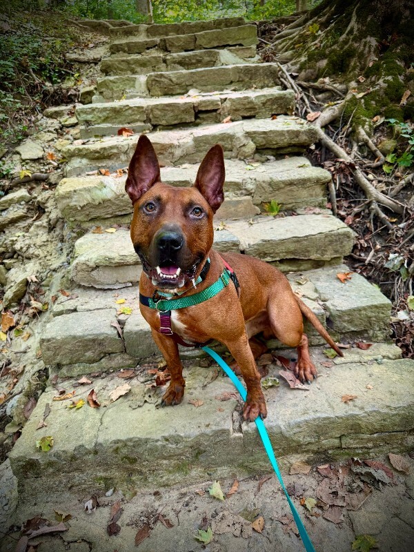 View Boss the Dog Photo #5