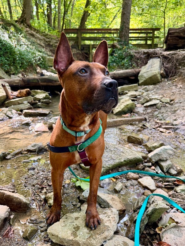 View Boss the Dog Photo #7