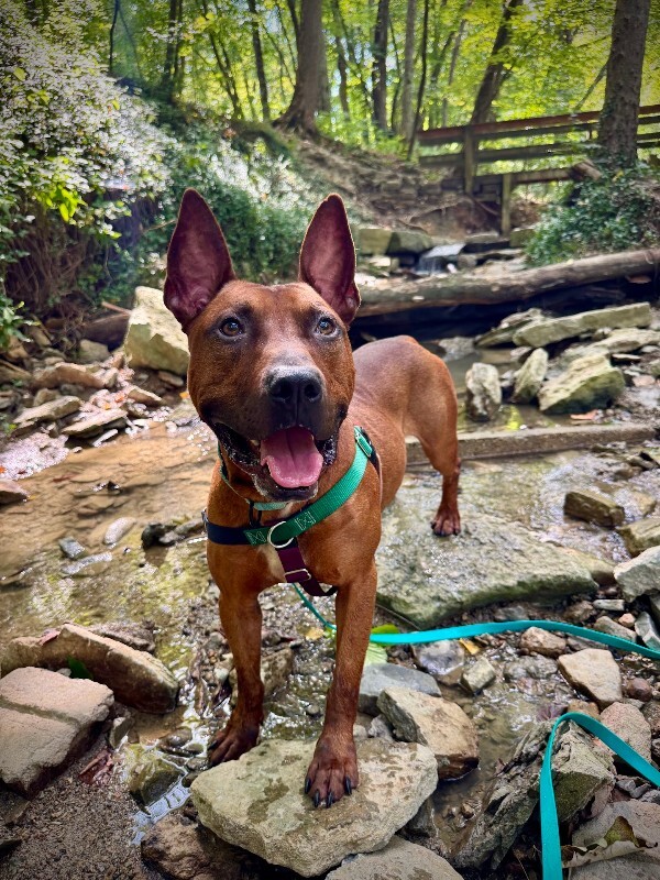 View Boss the Dog Photo #9